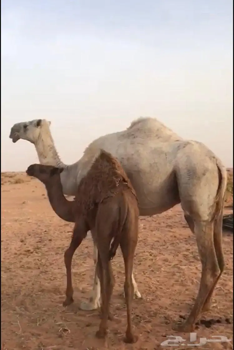 ابل 0