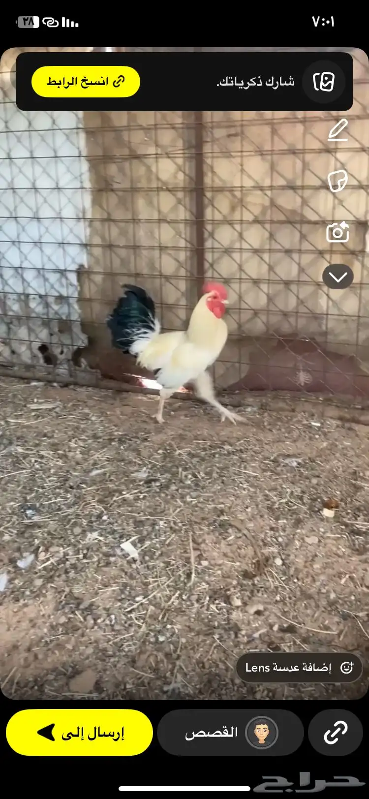 دجاج بلدي وفرنسي 5