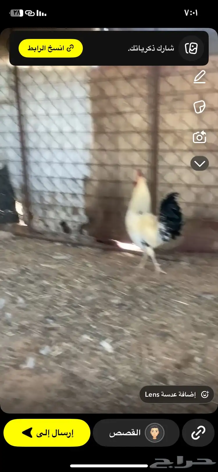 دجاج بلدي وفرنسي 3