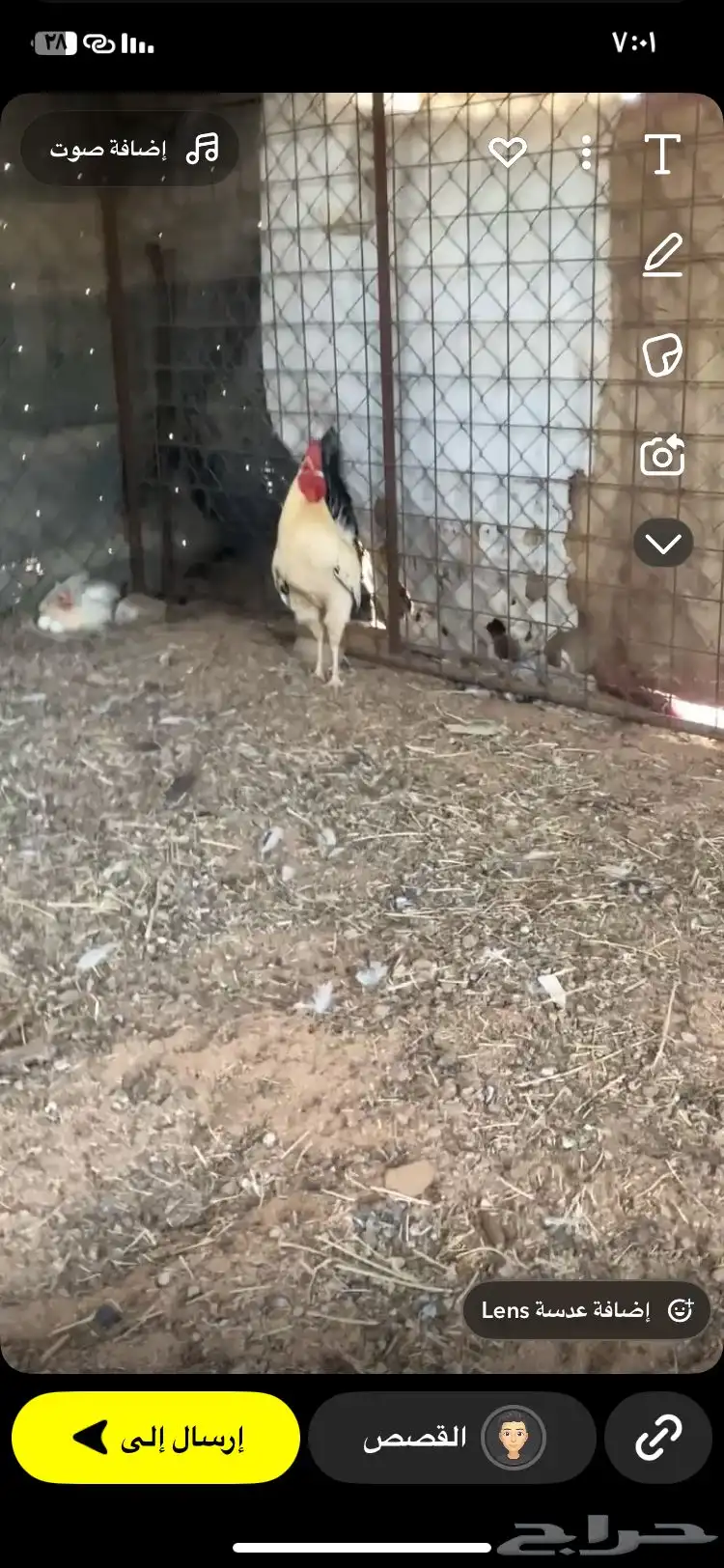 دجاج بلدي وفرنسي 4