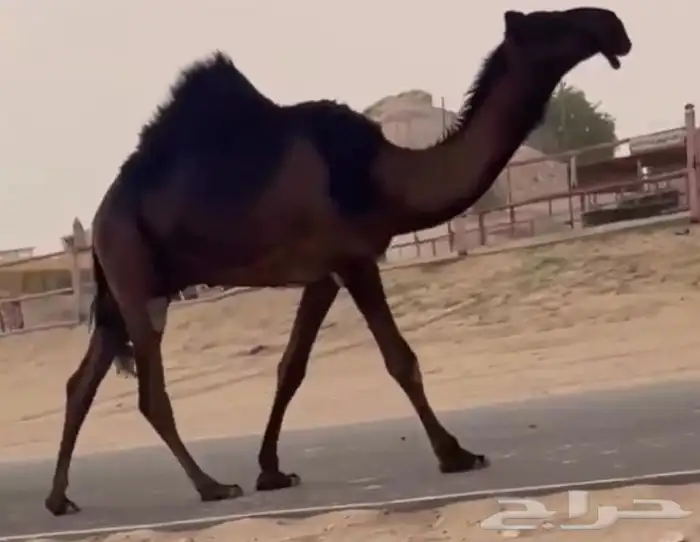 مجهم قعود طيبب جدا مفرود يحقق سهيل الجاي 0