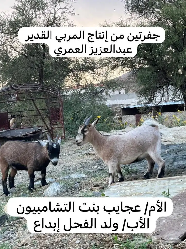 ماعز قزم 3