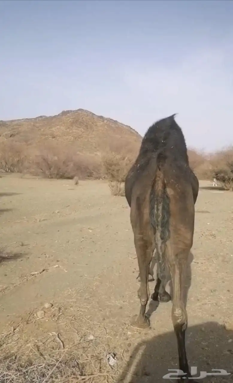 ناقه مجهم كفو حايل سنها منوب 0