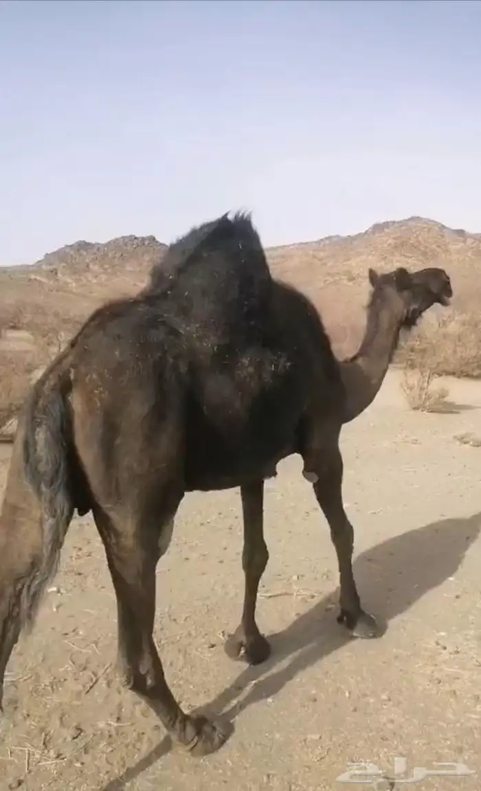 ناقه مجهم كفو حايل سنها منوب 1