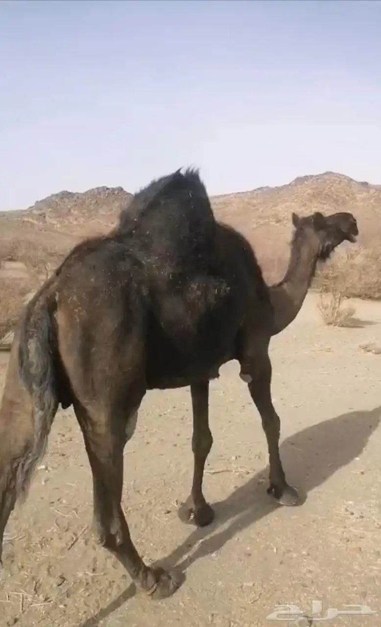 ناقه مجهم كفو حايل سنها منوب 1