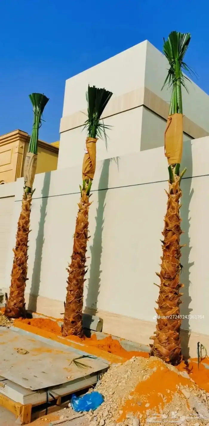 يوجد لديناء جميع آنواع النخيل 3