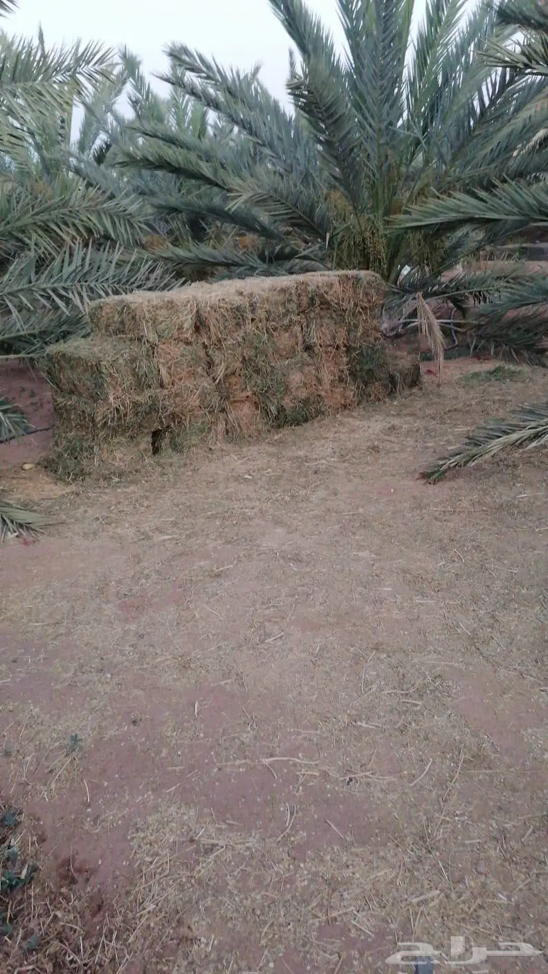 تبارك الرحمن نعيميات فاخره 0