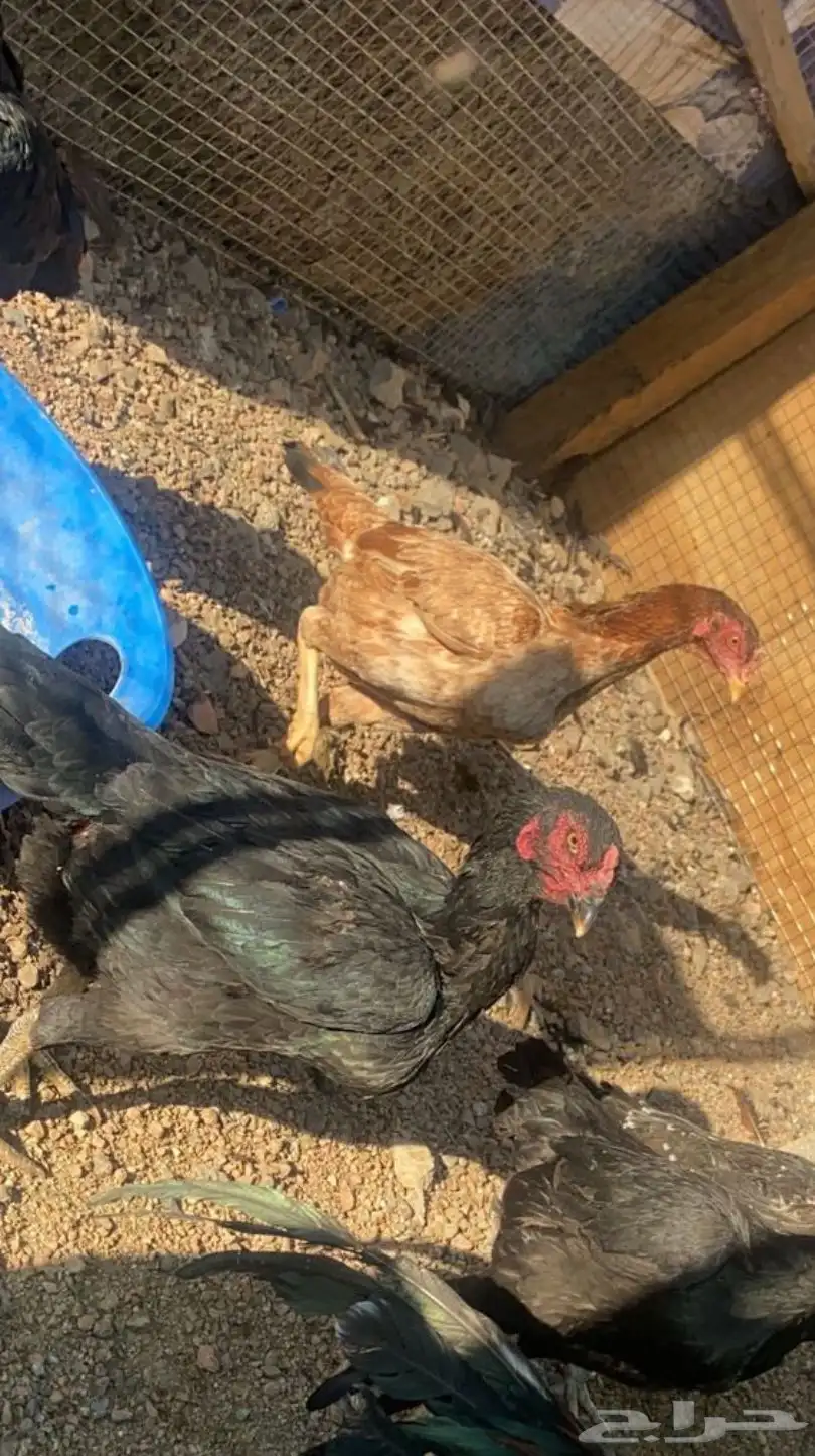 صوص باكستاني اصيل 19