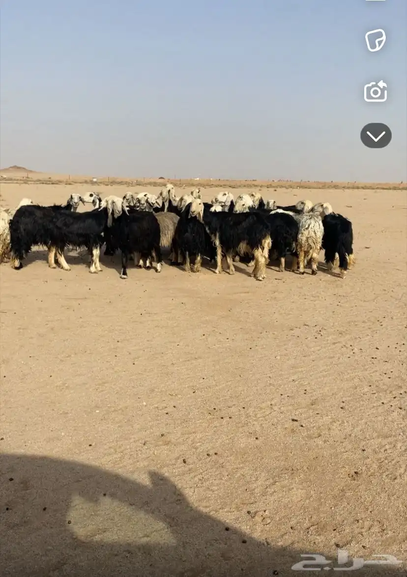 غنم نجد 2