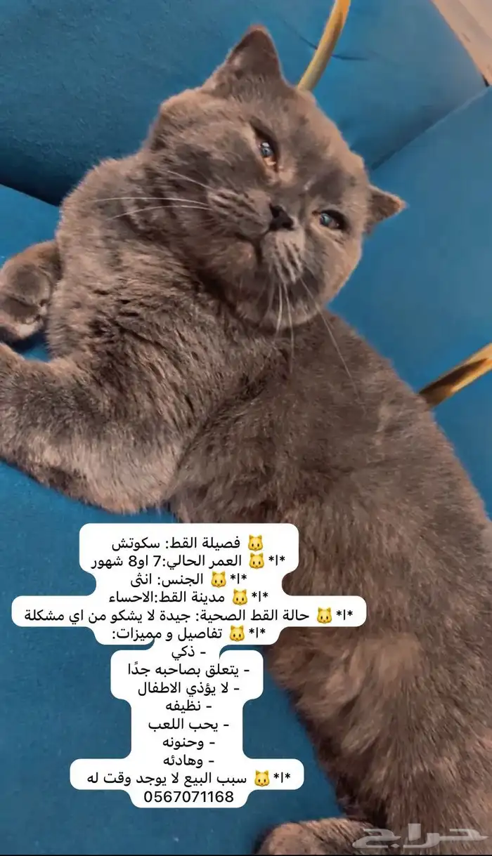 قطه للبيع الاسم دودي ذكيه وتحب اللعب مع الاطفال ومعقمه 0