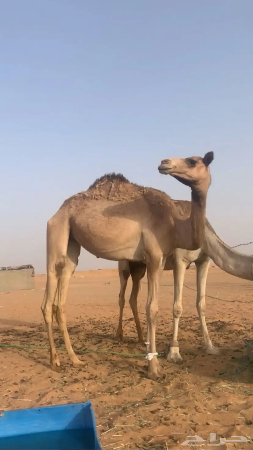 بكره حقه 0