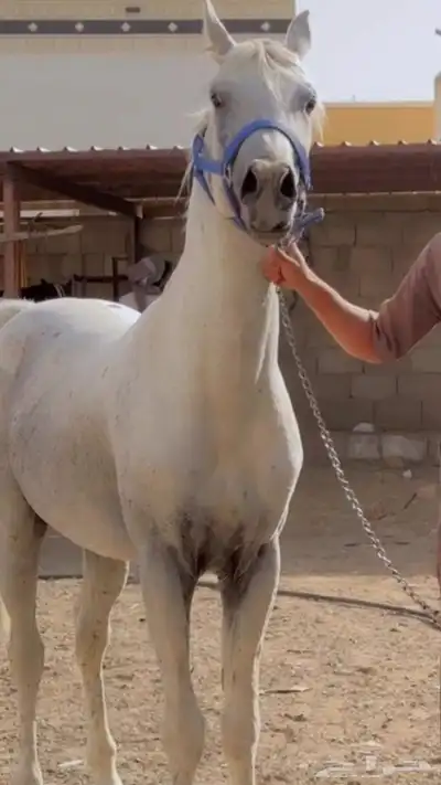 حصان جمال كفو مشروط من كل شي 1