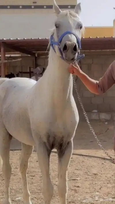 حصان جمال كفو مشروط من كل شي 0