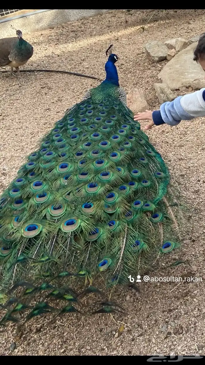 فروخ طاووس 4