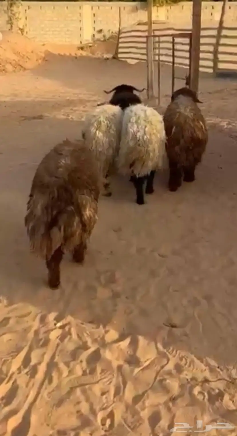 خرفان 1