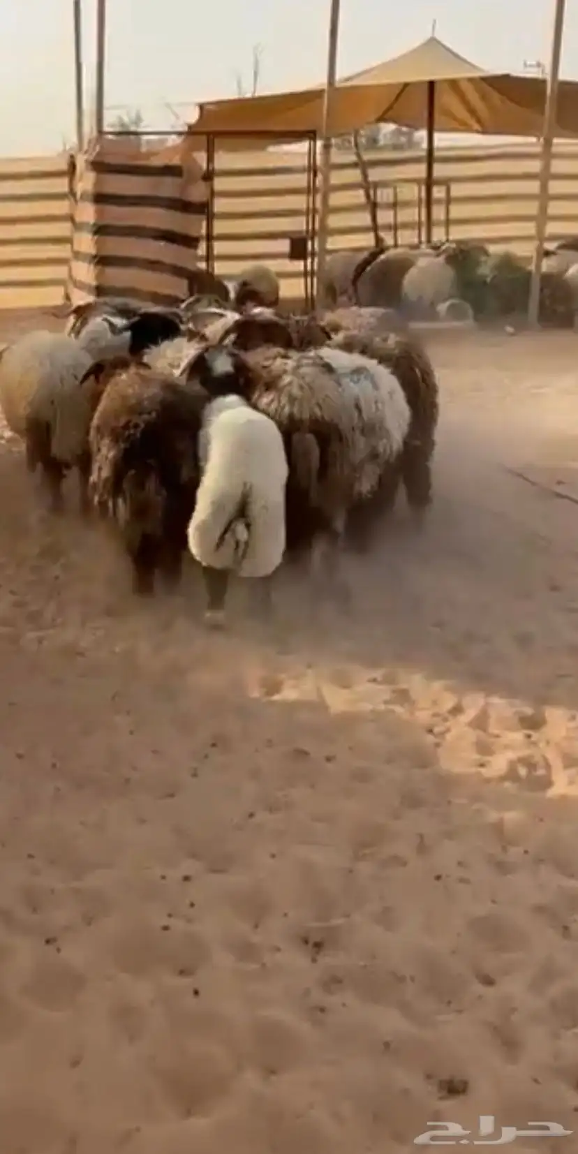 خرفان 0