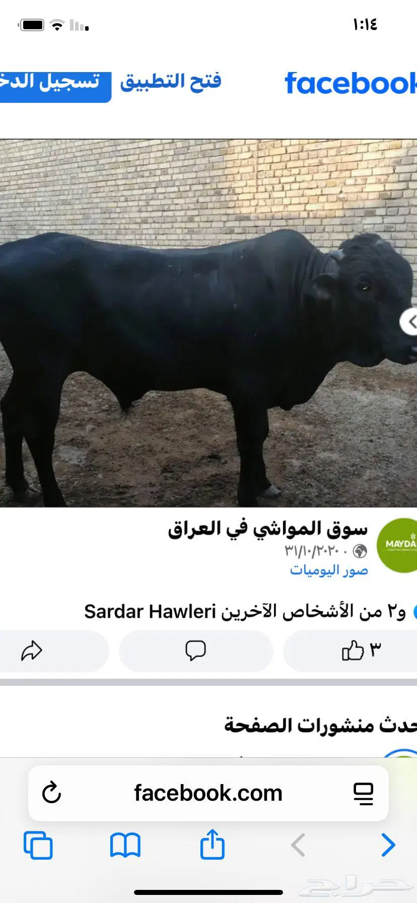 عجل ضايع 0