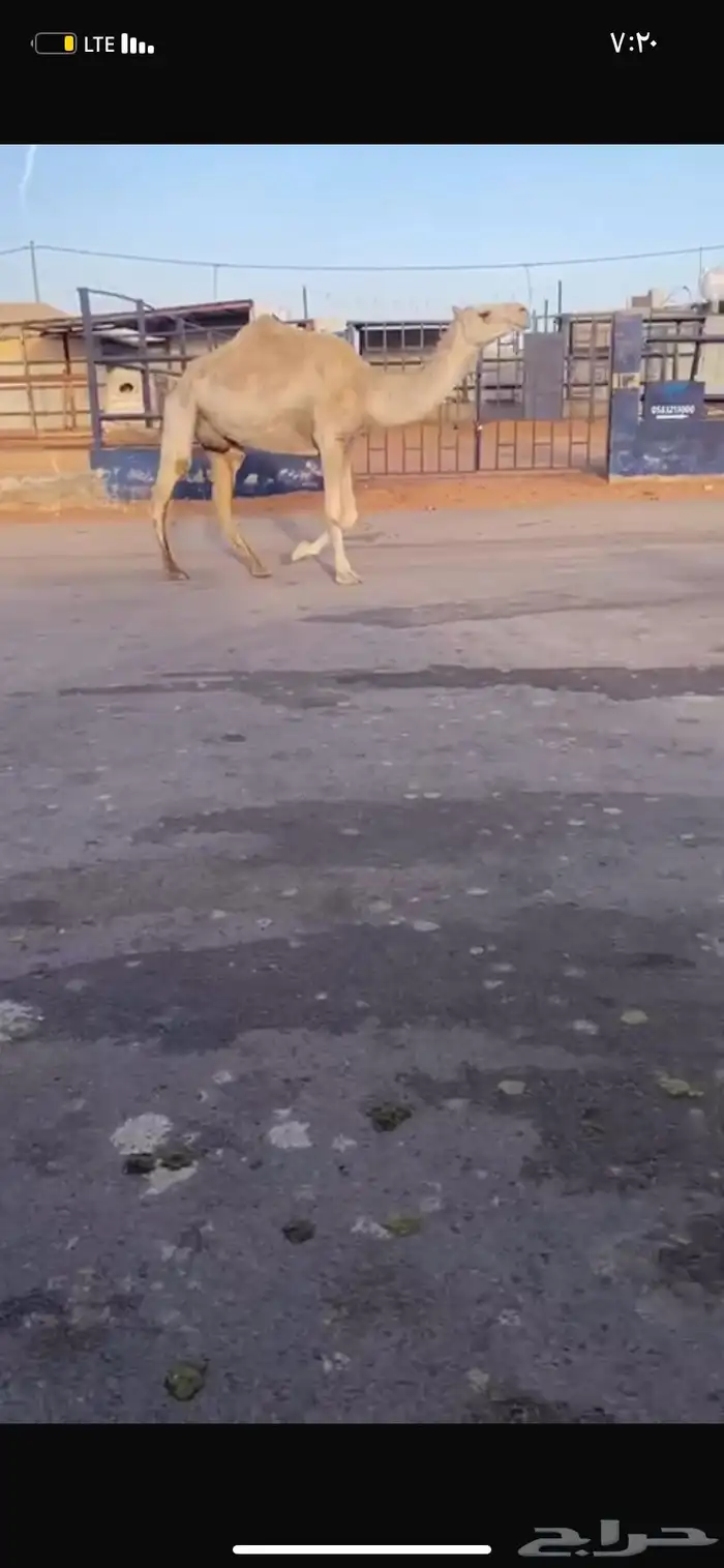 للبيع الخفوت الوضحه 1