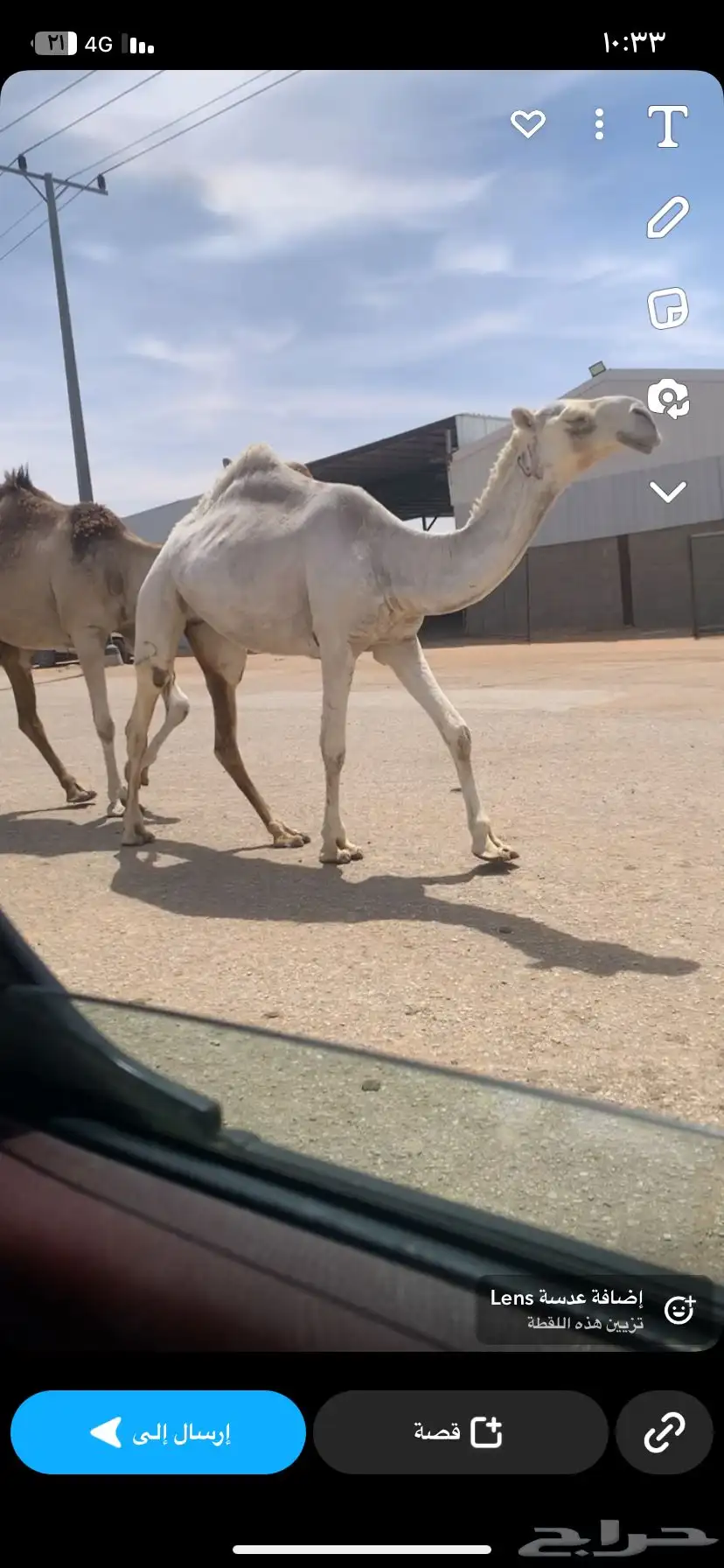 القصيم 0