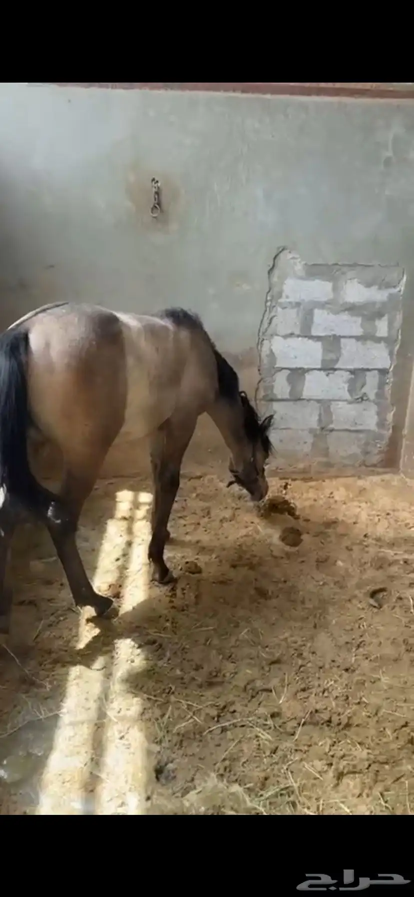 مهر شعبي عطني سومتك لو 900 بقولك تعال خذه 3