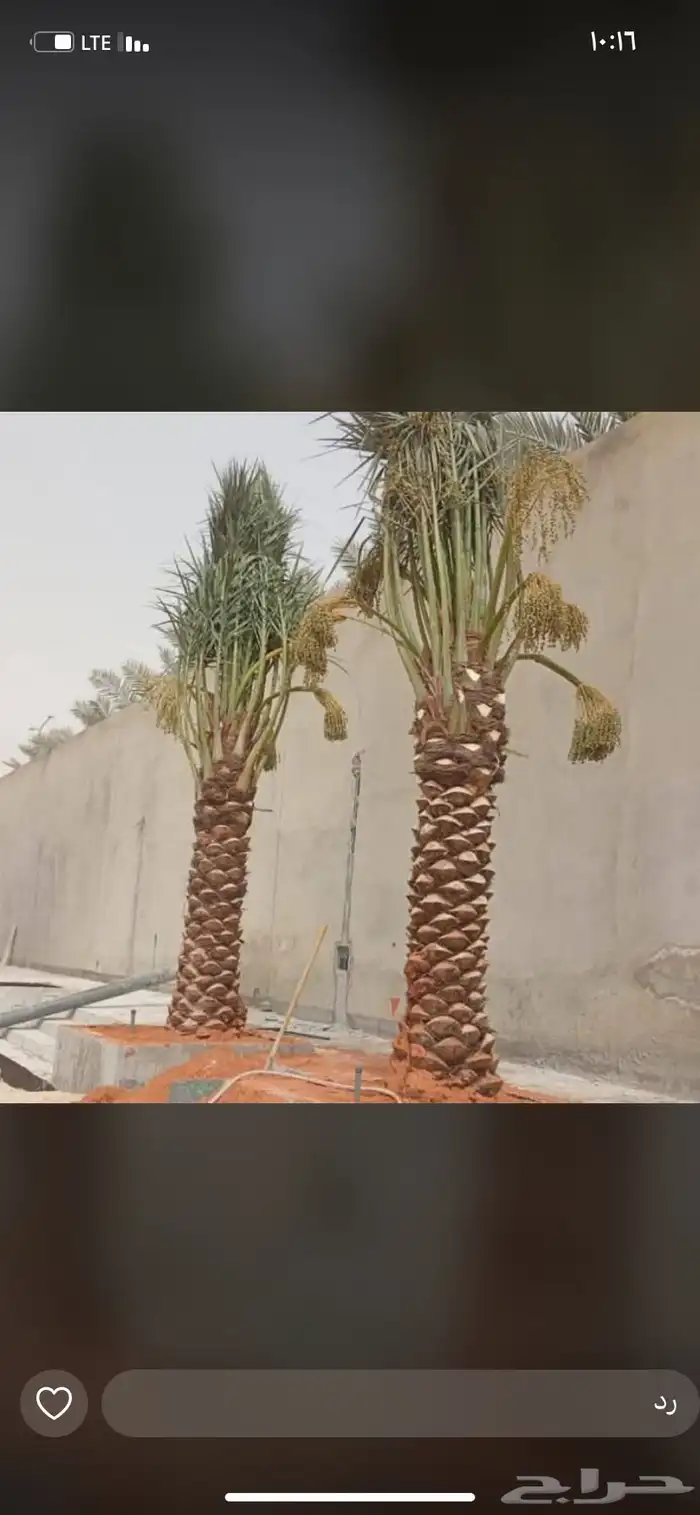 يوجد لديناء جميع آنواع النخيل 1
