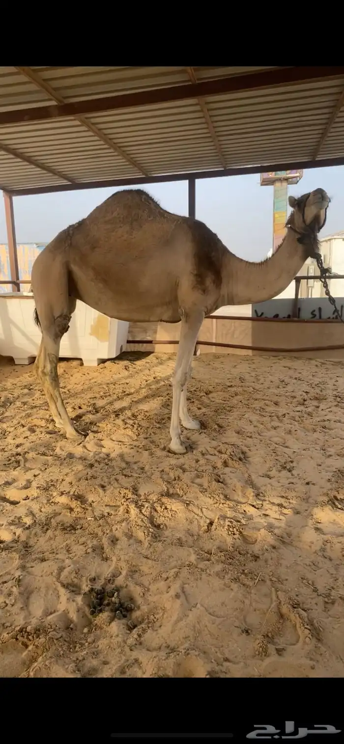 لقحه طيبه لقحه بثالث هديه ولبنها واجد 1