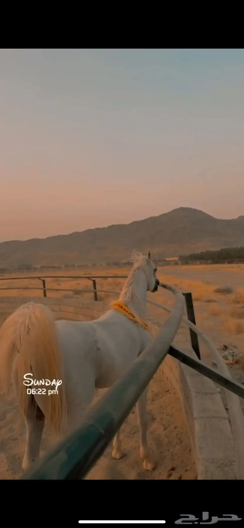 خيل الخط مصري بيور 1