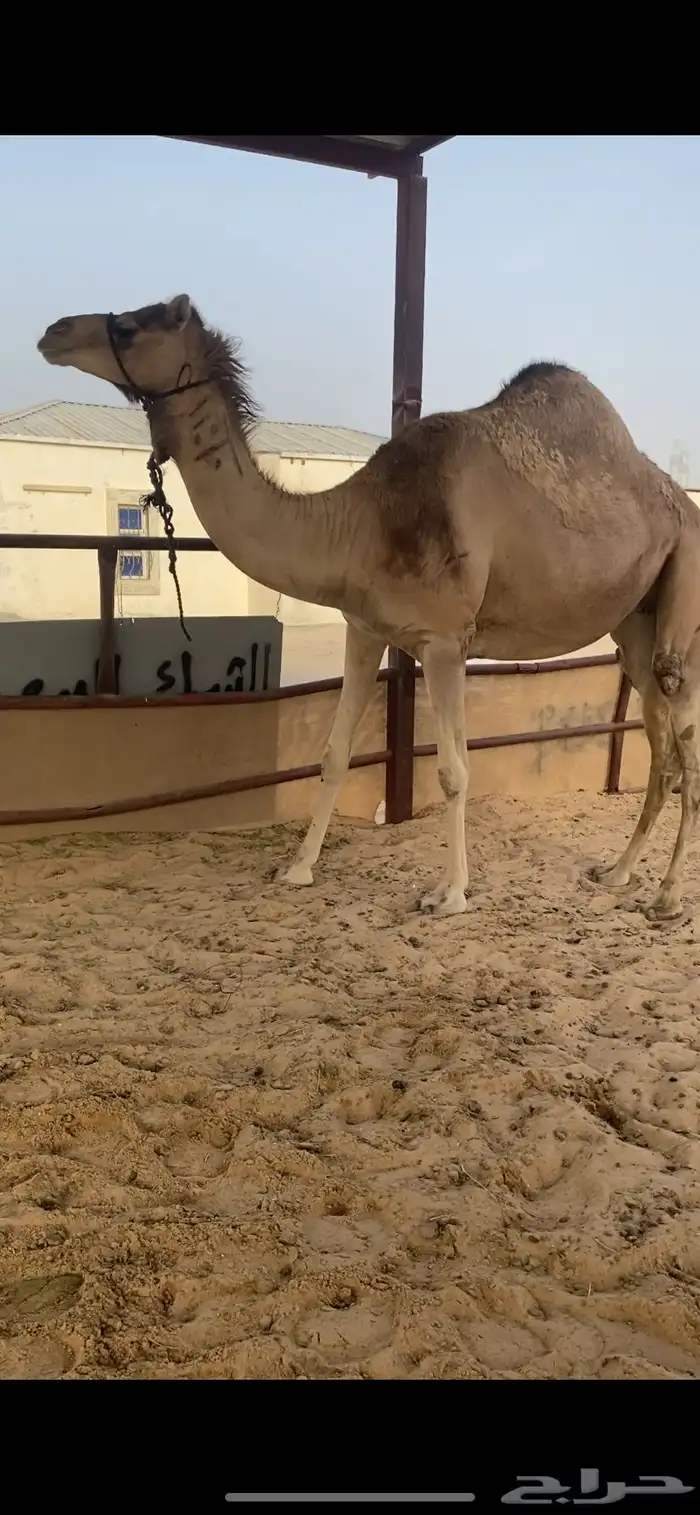 لقحه طيبه لقحه بثالث هديه ولبنها واجد 0
