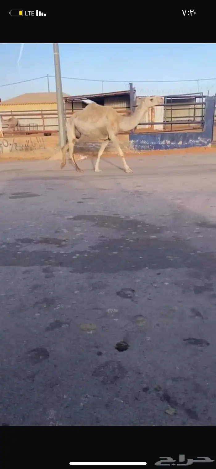 للبيع الخفوت الوضحه 4