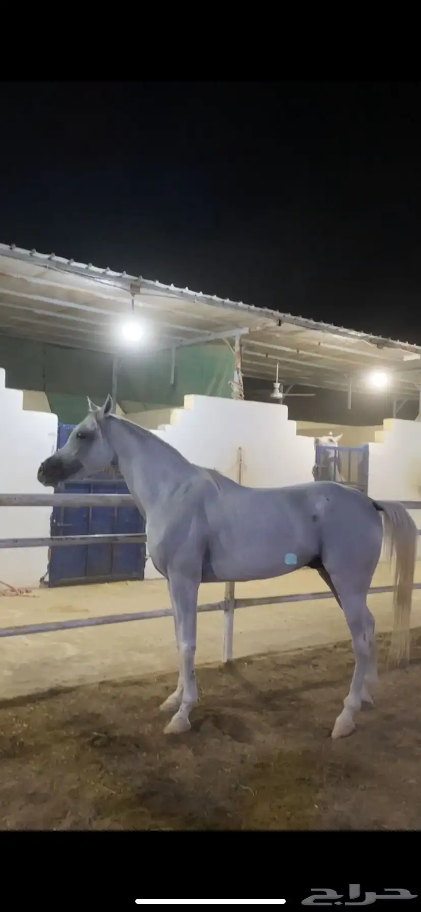 خيل الخط مصري بيور 5
