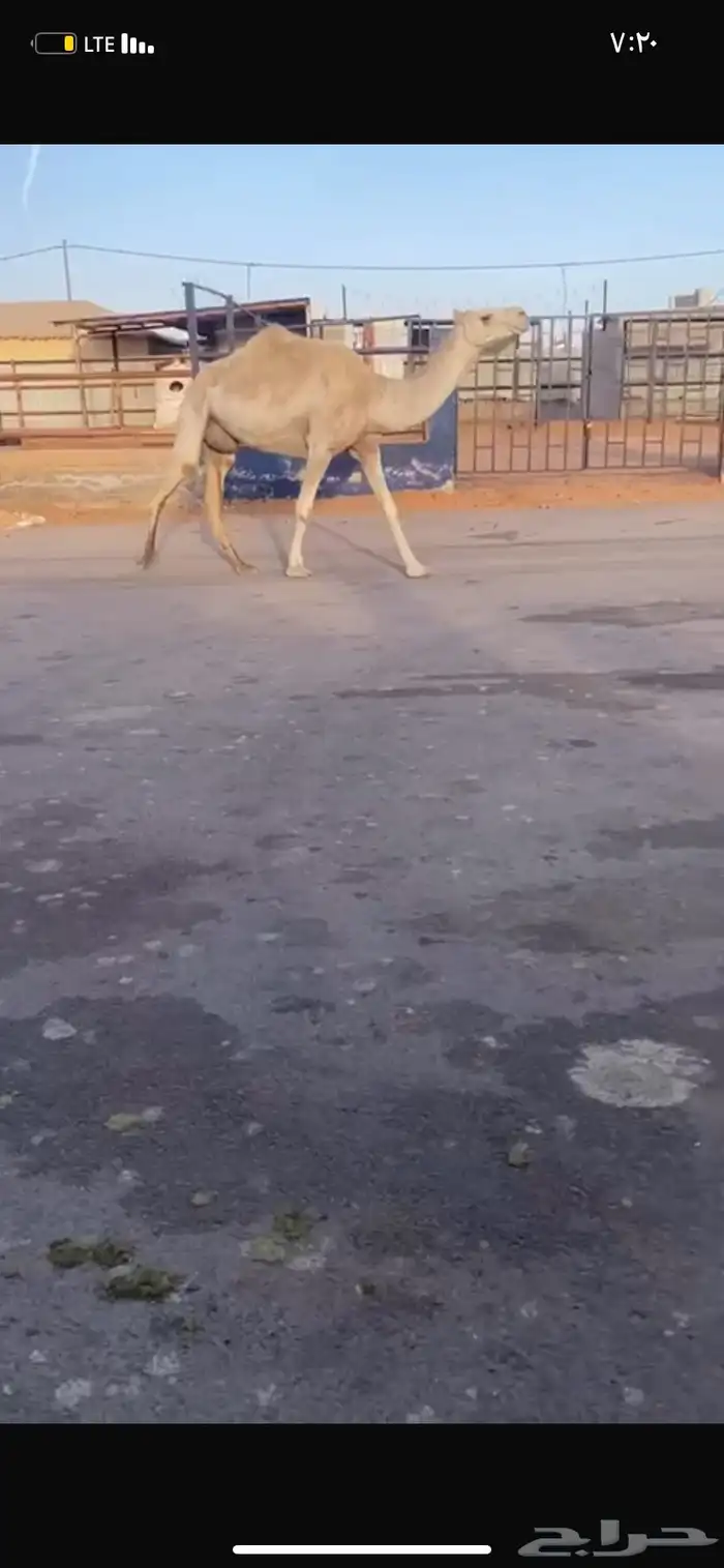 للبيع الخفوت الوضحه 0