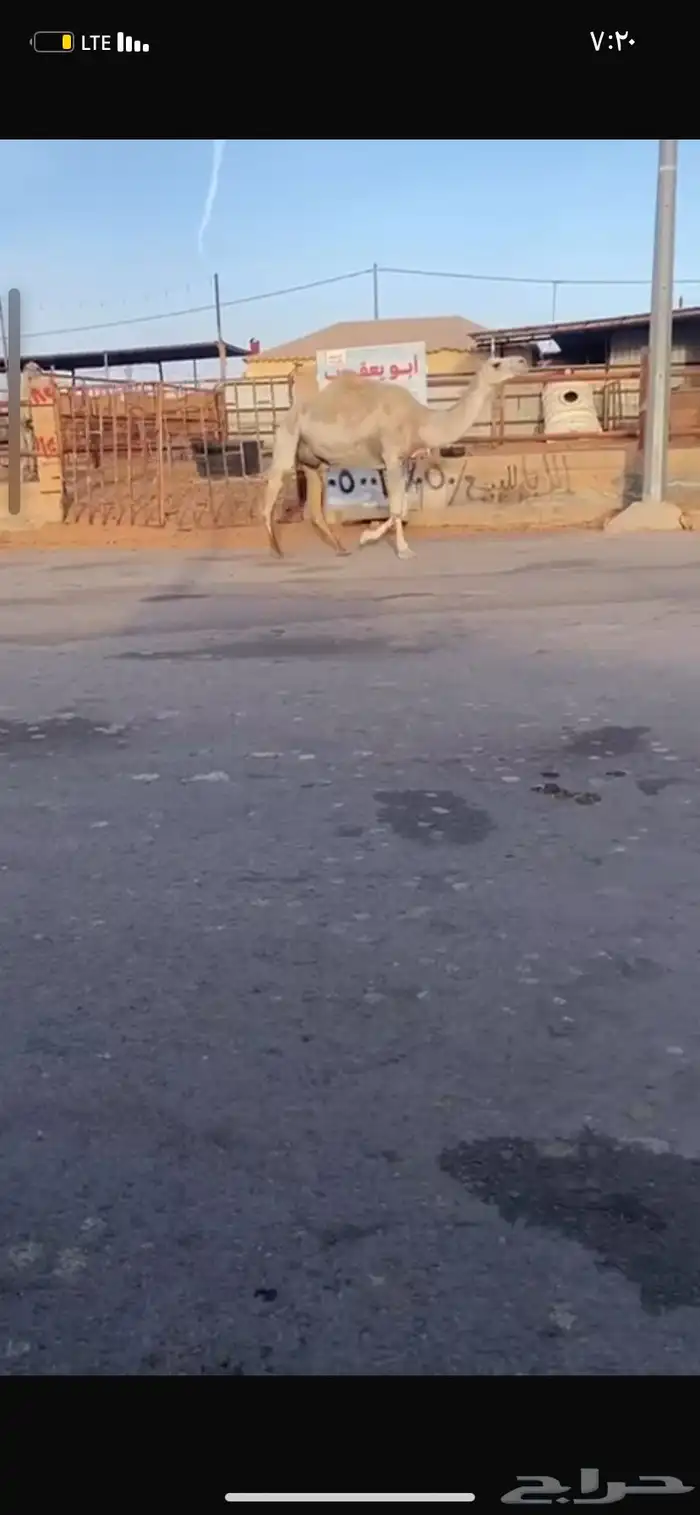 للبيع الخفوت الوضحه 6
