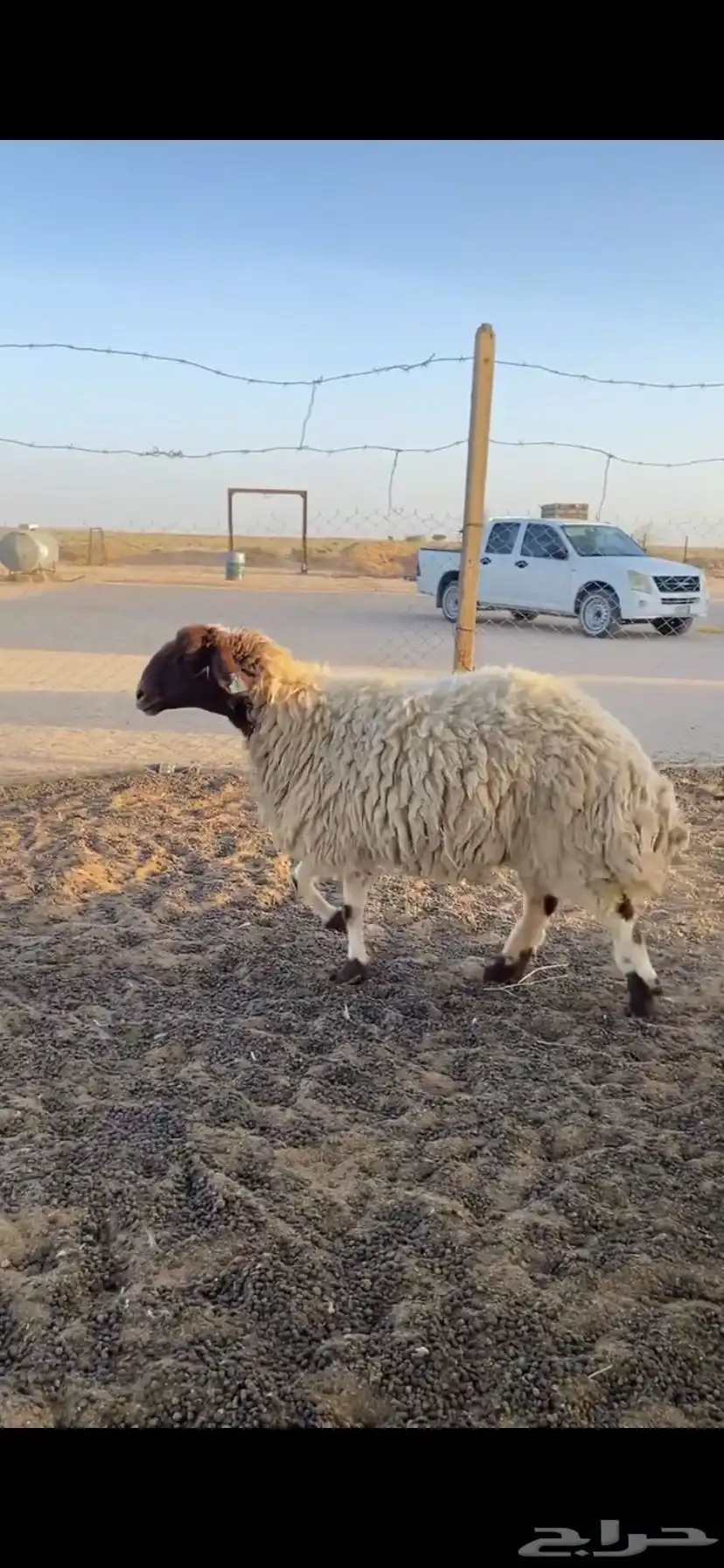 للبيع نعيميه فاخرة(تم البيع). 1