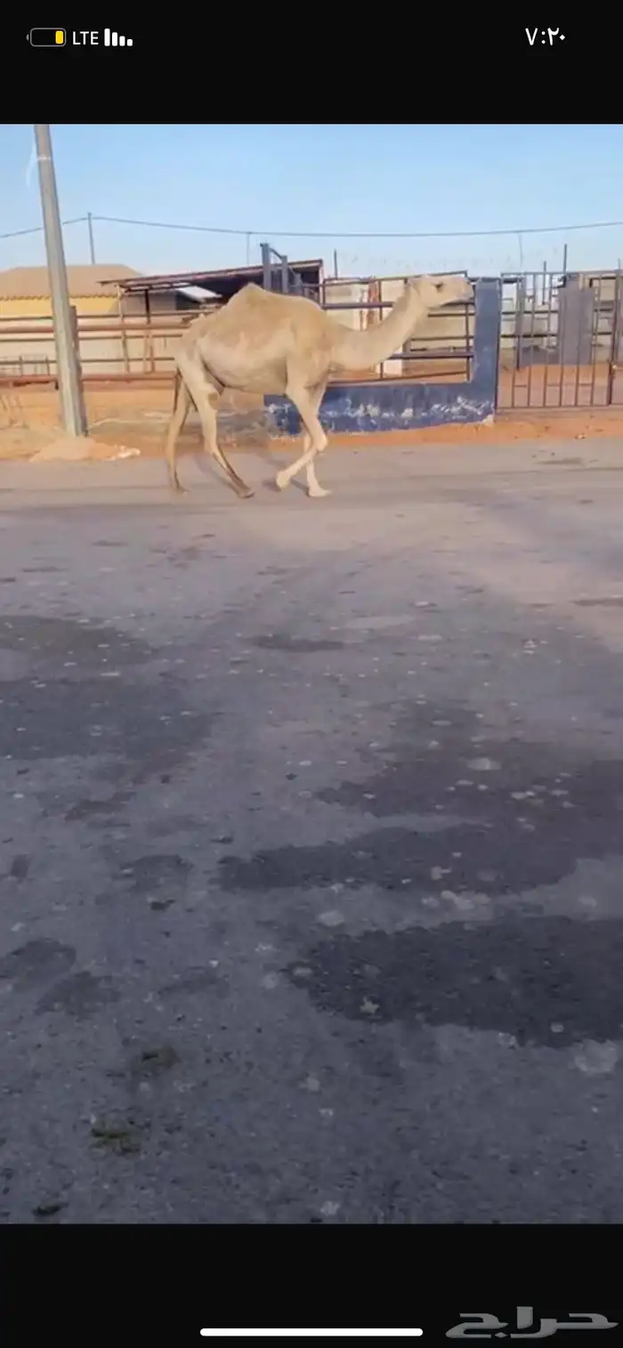 للبيع الخفوت الوضحه 3