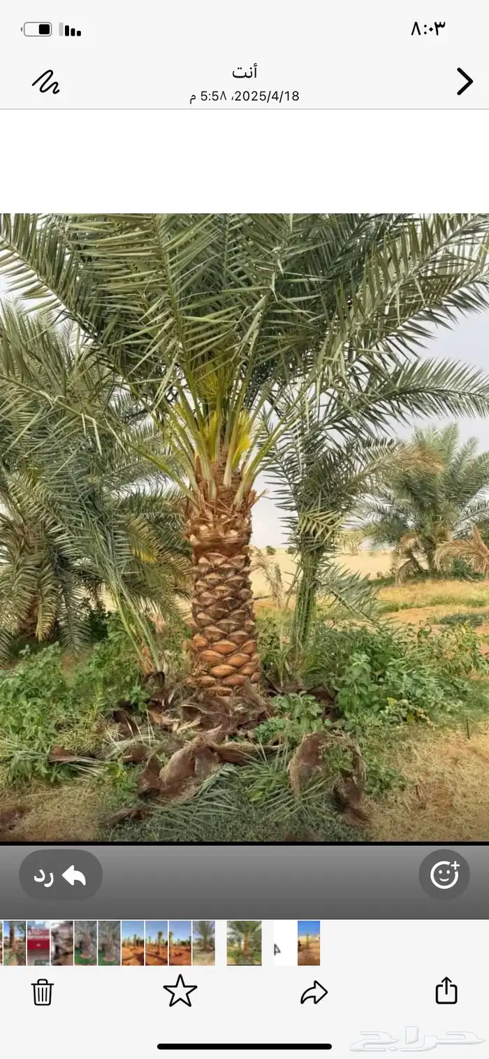 يوجد لديناء جميع آنواع النخيل 8