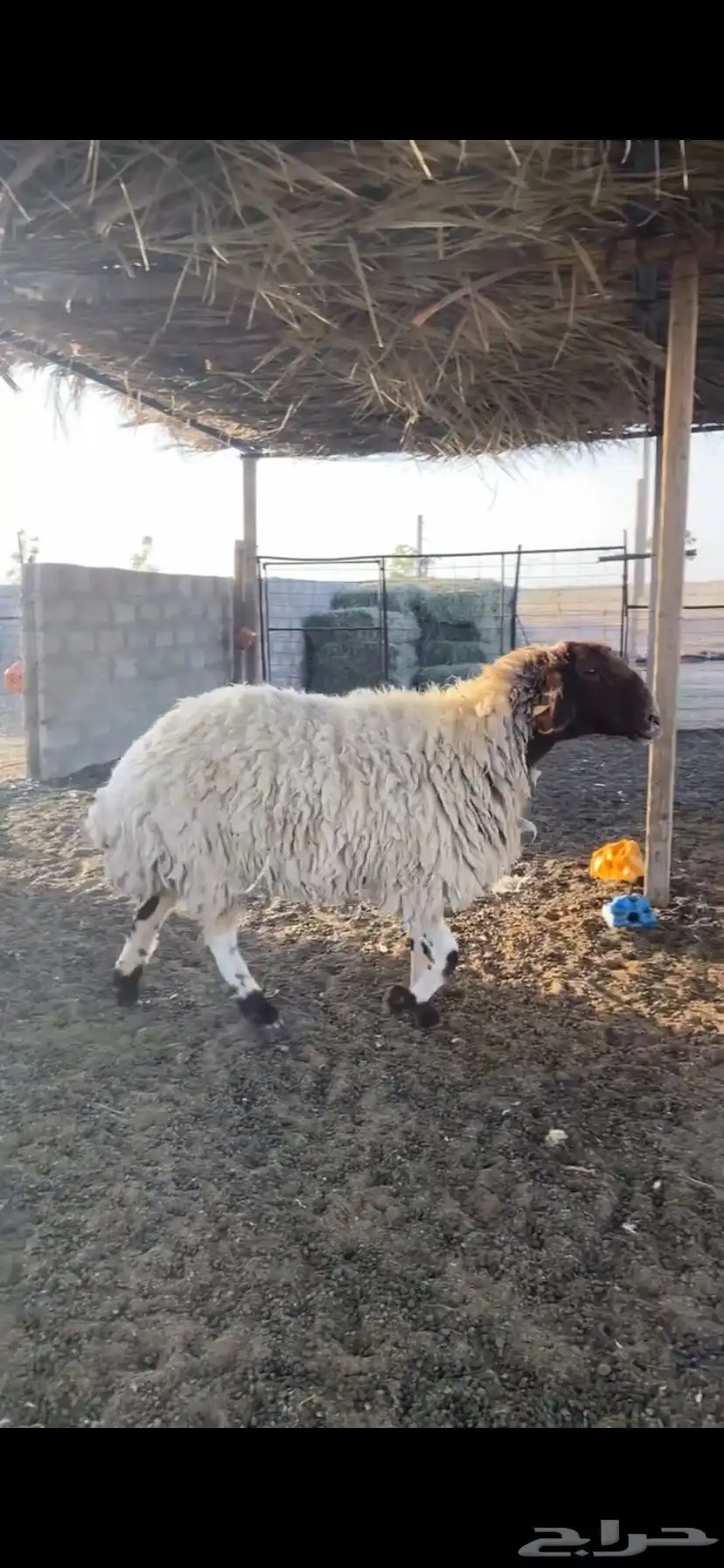 للبيع نعيميه فاخرة(تم البيع). 0