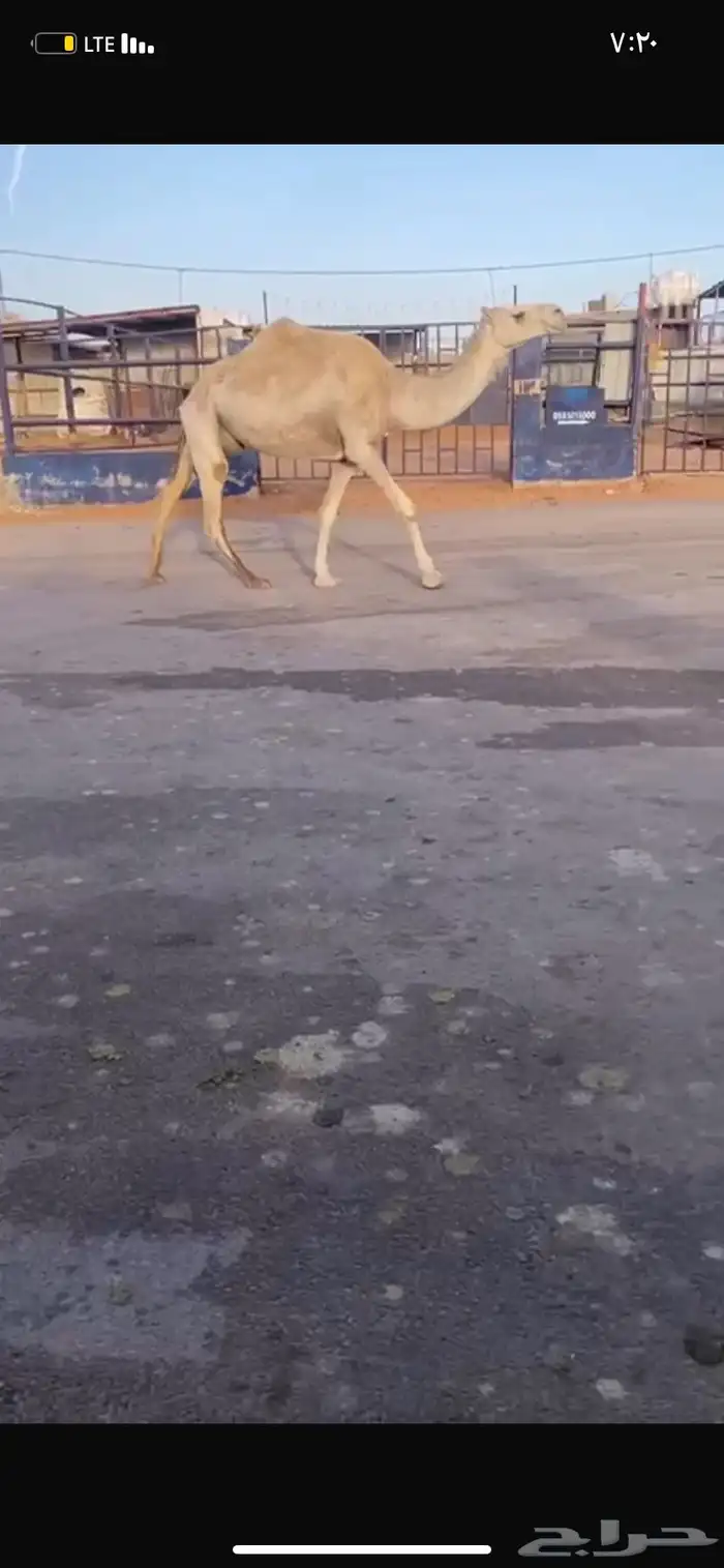 للبيع الخفوت الوضحه 2
