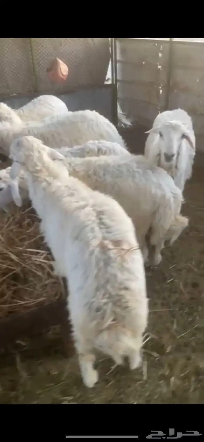 طليان للبيع 1