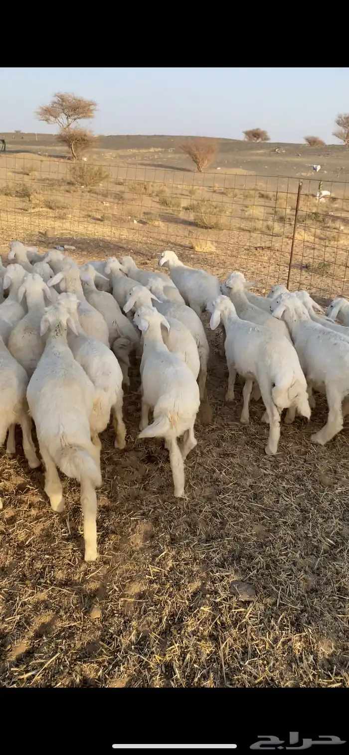 بهم تربيه مراح تم البيع اضغط متابعه يصلك كل جديد 2