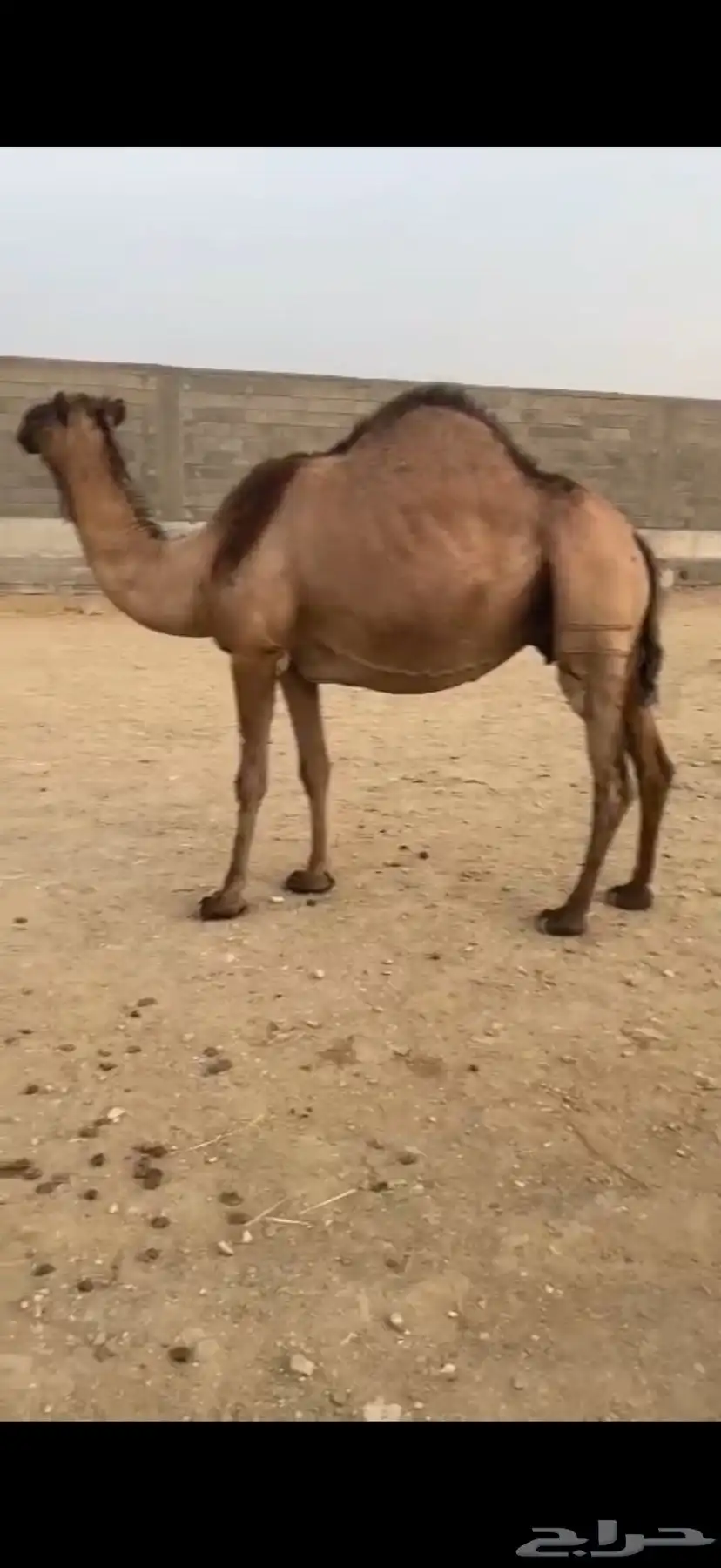 ماخض كفو 0