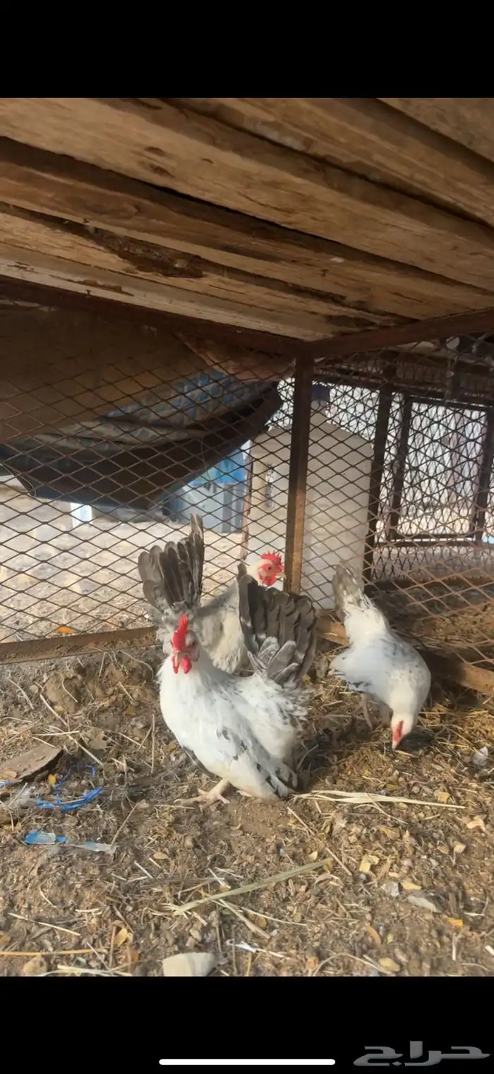 جبنيز 0