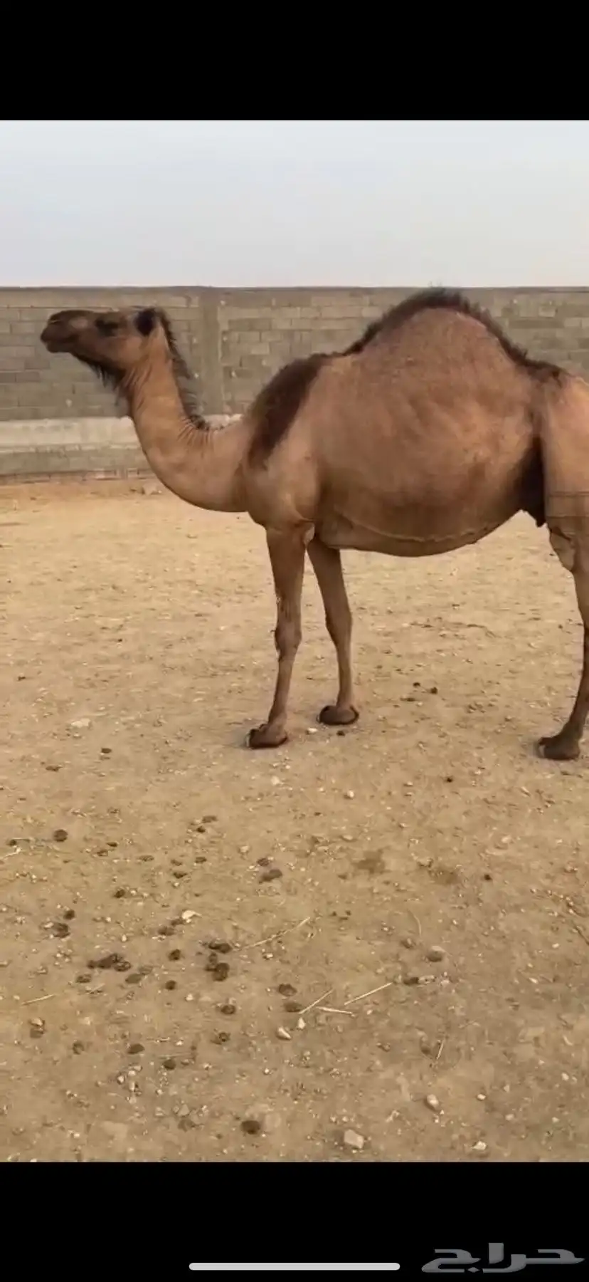 ماخض كفو 2
