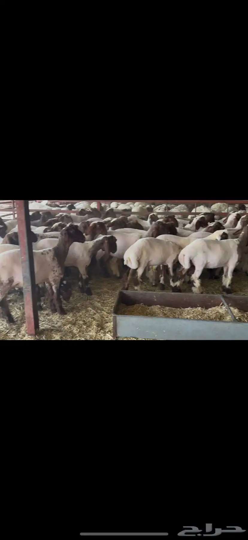 جذعات نعيم مقاني 3