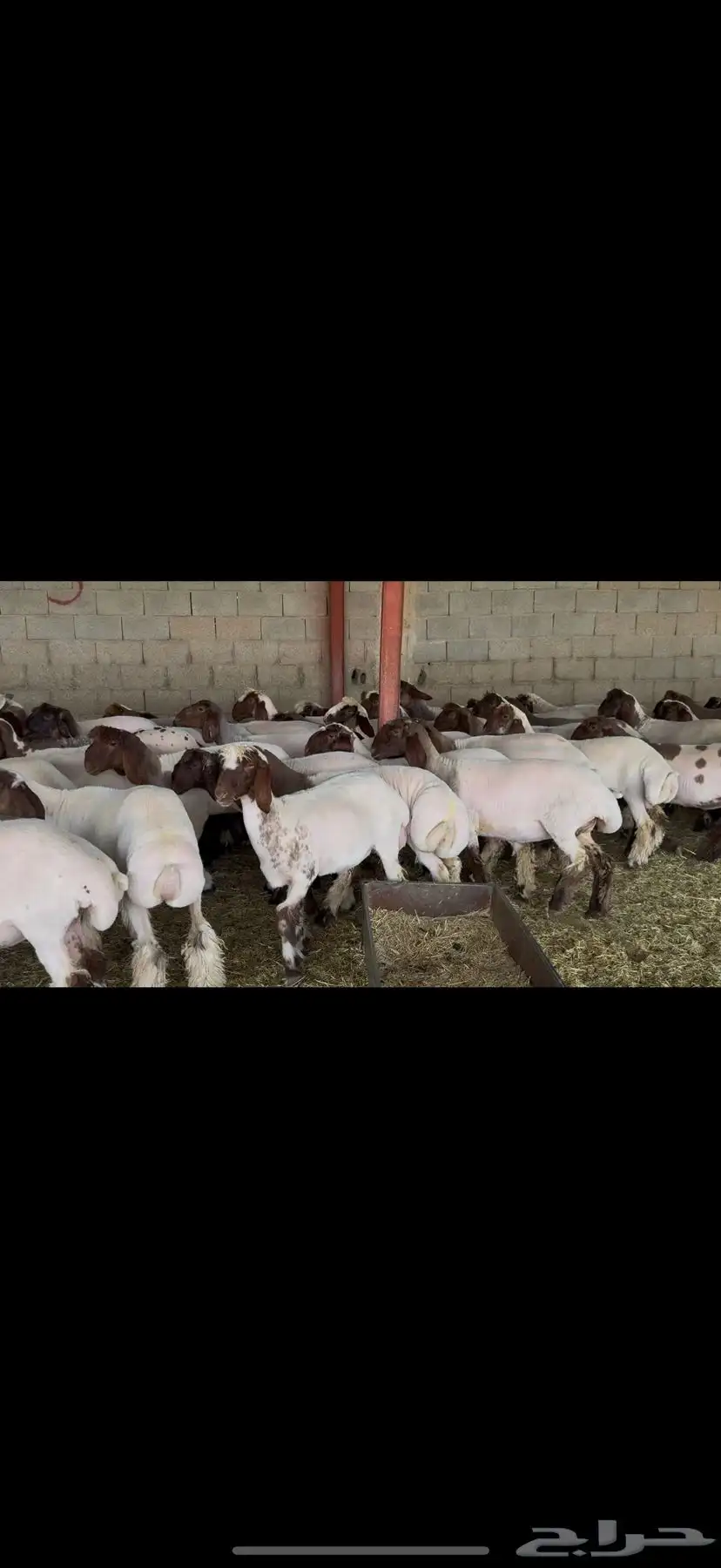 جذعات نعيم مقاني 5