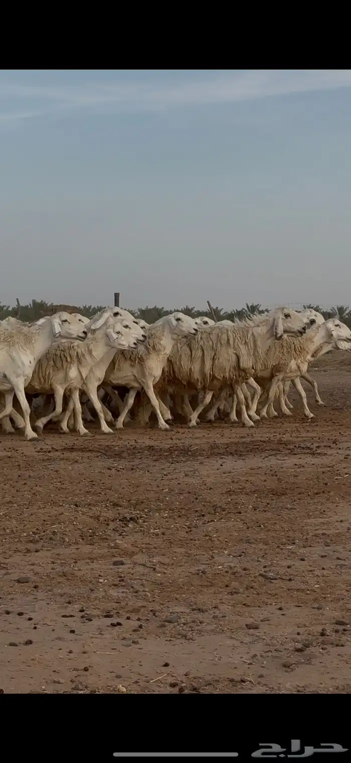 اغنام 7