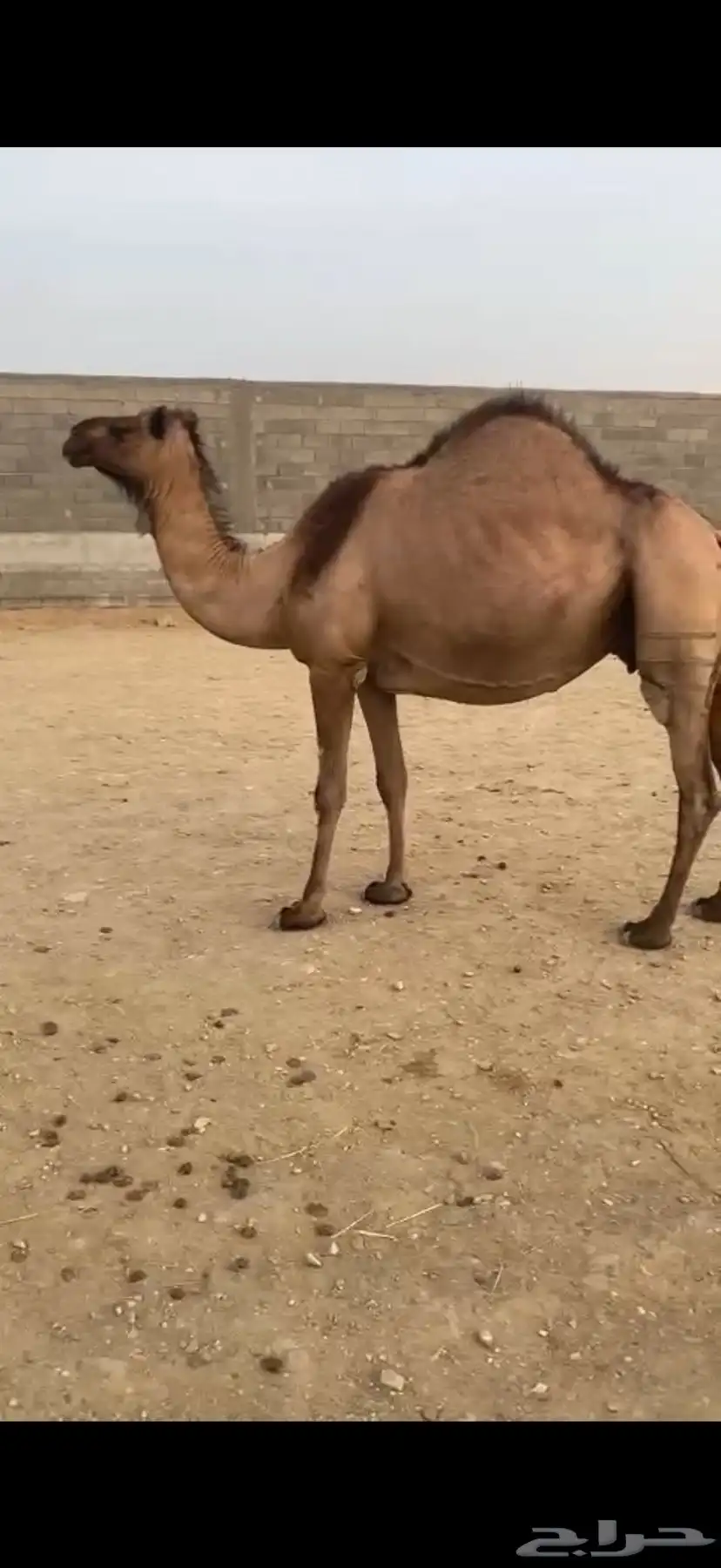 ماخض كفو 1
