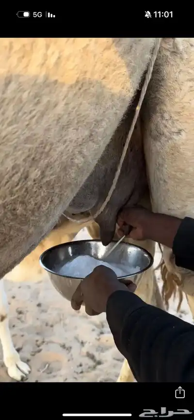 خلفه وضحا تحتها بكره وضحا طيبه وهديه وحليب وزين 11