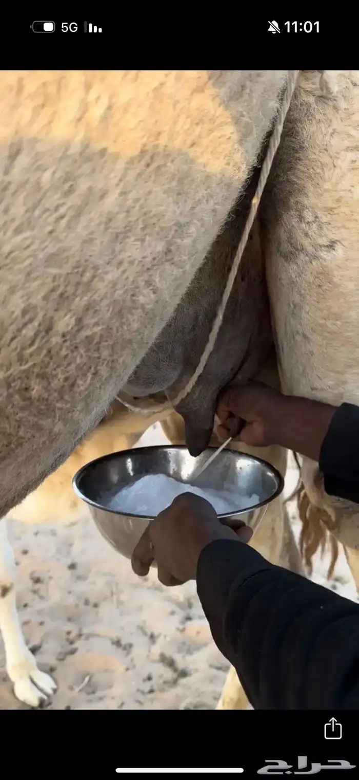 خلفه وضحا تحتها بكره وضحا طيبه وهديه وحليب وزين 11