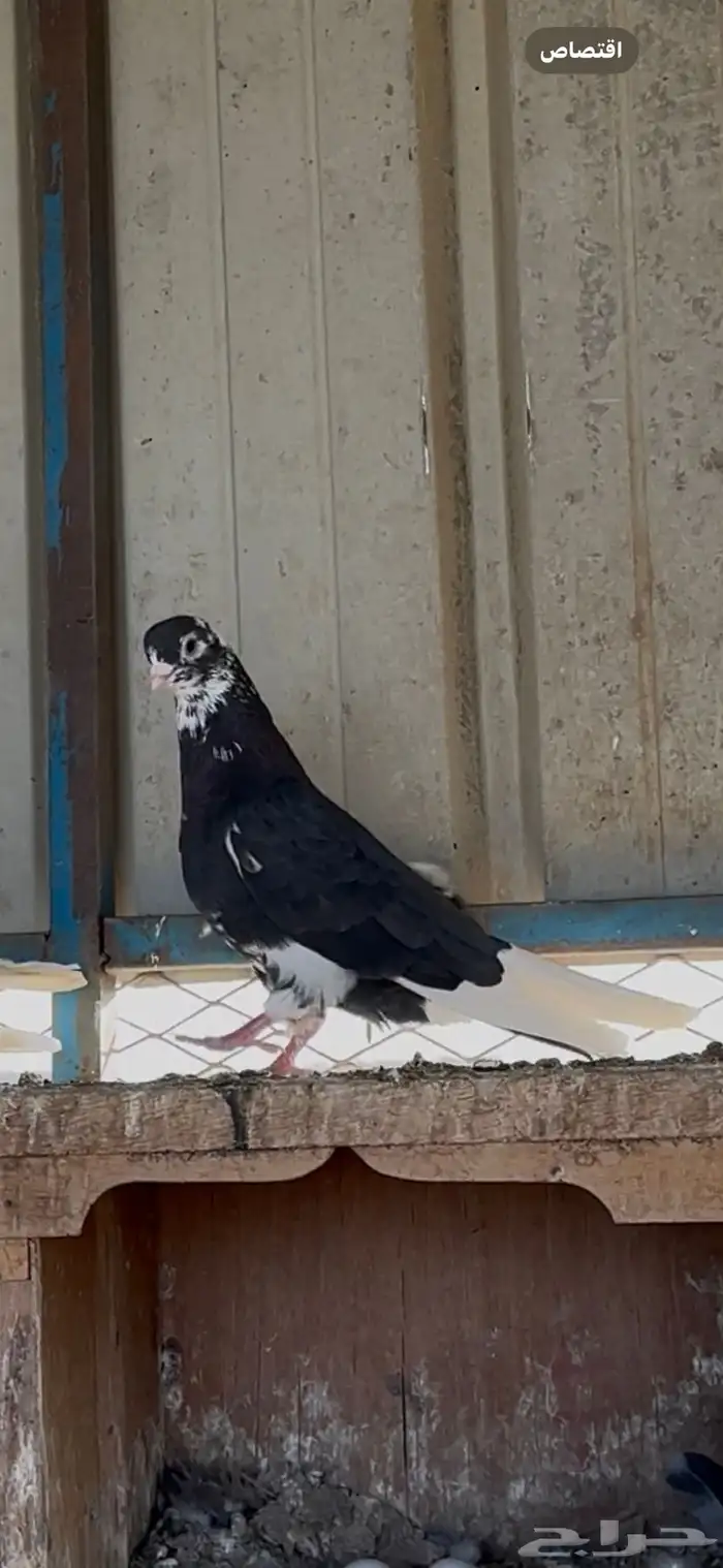 حمام قطيفي 0