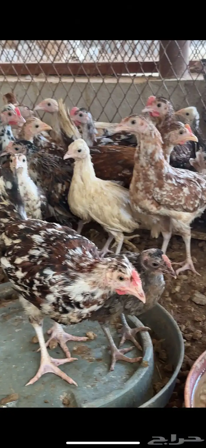 صوص عربي ماكنتوش و بوران 0